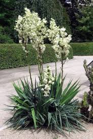 Normally we cut off the flower stalk as soon as the flowers are finished. 27 Yucca Ideas Yucca Yucca Plant Plants