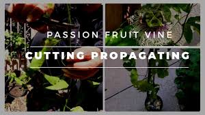 It has evergreen and alternate leaves, each with three lobes upon reaching maturity. Home Depot Haul So Many Great Fruit Trees At Home Depot Go Now Before Their Gone Youtube