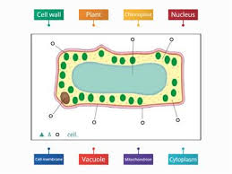 It is usually drawn to show a single cell, eg of a single cheek cell or onion cell. Plant Cell Labelled Teaching Resources