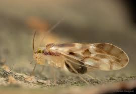 Image result for Pterygota