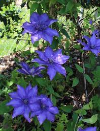From purple flowering vines, to bright pink, you have a lot of options to choose from. Perennial Vine Clematis Shikou Zone 4 8 Flowers Blue Violet Blooms 2 4 Weeks Late May Prefers Shade Part Shade Flowers Clematis Plants Shade Flowers