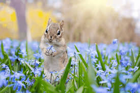 It will correctly work to scare chipmunks away. How To Keep Chipmunks Out Of Gardens Gardening Dream