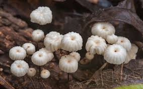 Image result for Marasmius rotula