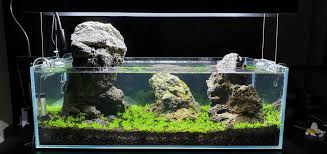 See more ideas about aquascape aquarium, aquascape, aquarium. The Simplicity Of Aquascaping Basics And Requirements By Kc Muller Simplicity Medium
