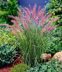 Pennisetum Karley Rose 1a Pflanzen Kaufen Baldur Garten Pflanzen Kaufen Lampenputzergras Wustenlandschaft
