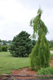 Image result for Taxodium