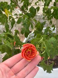 Image result for Abutilon rehmannii