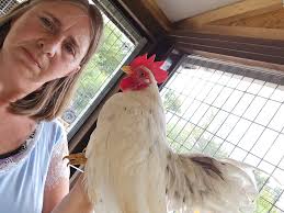 Building separate area for small serama rooster?