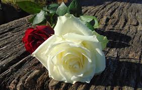 عکس گل سرخ طبیعی - عکس نودی