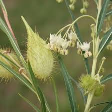 Image result for Gomphocarpus fruticosus