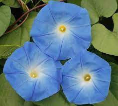 Morning Glory Heavenly Blue Untreated Seeds Bin277 Etsy Morning Glory Seeds Blue Morning Glory Flowering Vines