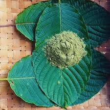 Image result for Tabernanthe elliptica