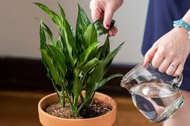 General advice and 17 examples. How To Water Houseplants Correctly