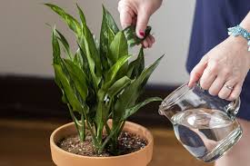 General advice and 17 examples. How To Water Houseplants Correctly