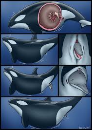Common Dolphin hentai videos, GIFs, and images | R34.app
