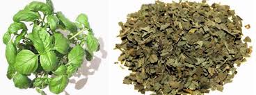 Image result for Ocimum lamiifolium