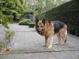 Maybe you would like to learn more about one of these? 17 Common German Shepherd Health Problems Pethelpful