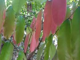 Image result for Carapa procera