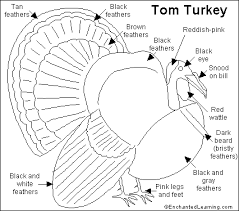 We did not find results for: Turkey Printout Enchantedlearning Com