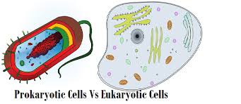 Difference Between Prokaryotic Cells And Eukaryotic Cells