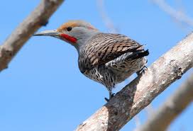 Get 1,000gb of photo storage free. Strange Colored Flickers Show Up In Eastern Idaho East Idaho News