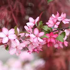 Fast delivery, safe ship warranty! Crab Apple Trees Nurseries Online Australia