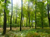 Forest Meaning In The Cambridge English Dictionary