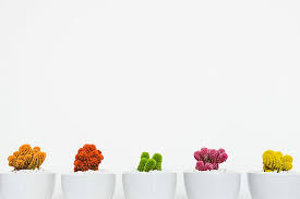 Check spelling or type a new query. Minimal Plant 1080p 2k 4k 5k Hd Wallpapers Free Download Wallpaper Flare