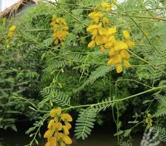 Image result for Sesbania quadrata