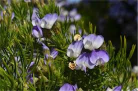 Image result for Psoralea arborea