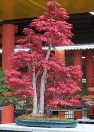 Gingko biloba, pino, ginepro, bamboo. Bonsai Domande E Risposte Bonsai