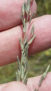 Image result for Eragrostis atrovirens