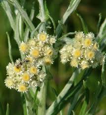 Image result for Pseudognaphalium oligandrum