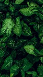  16 Ide Daun Hijau Hijau Daun Tanaman Hijau