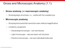An Introduction To Anatomy And Physiology Ppt Download