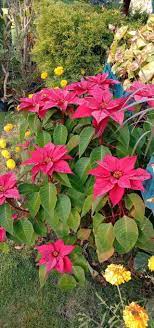 Poinsettia Flowers Plants Flower Garden