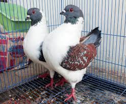 Burung cinta) merupakan salah satu burung kicau yang sangat populer sejagat raya. Inilah Berbagai Jenis Dan Foto Burung Dara Terlengkap