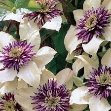 Pin On Gardening
