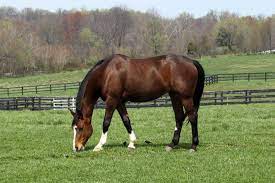 Too Much Pasture Can Lead To Laminitis The Horse