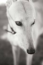Black And White Greyhound Greyhound Black And White Photographic Print Karyn Millet Allposters Com Greyhound Black And White Wall Art Black And White