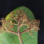 Image result for Ampelocissus multistriata