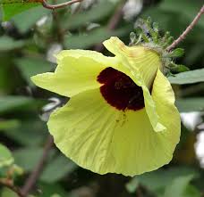 Image result for Hibiscus barbosae