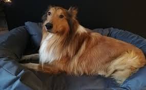 Sollten sie weder welpen noch junghund suchen, nehmen sie einfach unverbindlich kontakt mit uns auf. Lios Neues Korbchen Von Tierlando De Collie Fans De