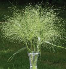 Image result for Panicum infestum