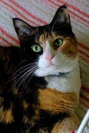 Luxie Cat On The Iron Bed Calico Cat Cats Cat Care