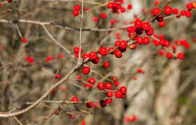 The Beautiful Winterberry Bush Winterberry Bush Winterberry Berry Bushes