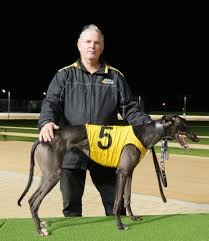 The greyhound's suitability with other animals will be assessed throughout the foster care period. 20200620 Cannington Saturday Paradise Street Trophy Heats Greyhounds Wa