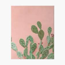All have flat, fleshy pads that look like large leaves. Succulents Art Board Prints Redbubble