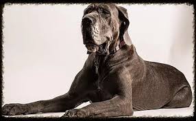 Good dog thoroughly vets every breeder to ensure they use responsible breeding practices for great danes. Tripp Danes Breeders Indiana Usa Great Dane Supply