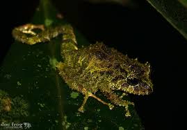 Image result for Pristimantis bambu